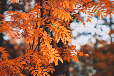 Close-up of autumnal leaves against blurred background