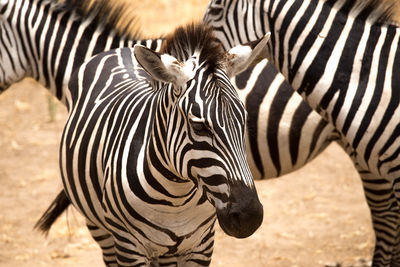 Zebras standing in a zebra