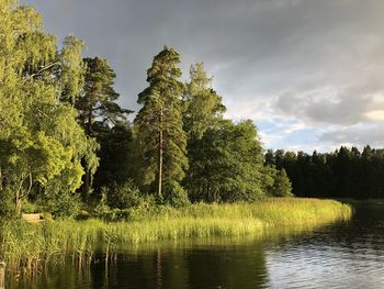 Scenic view of lake in forest against sky