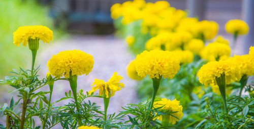 Close-up of yellow marigold flowers blooming in field