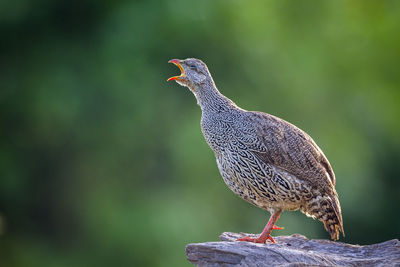 Close-up of bird perching on wooden post