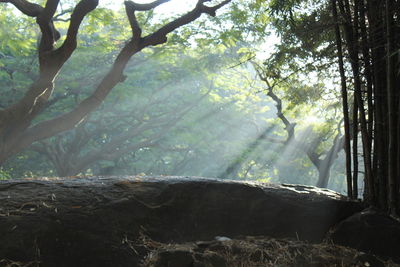 Scenic view of forest