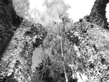 Low angle view of trees against sky in forest