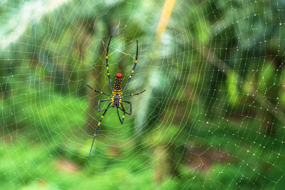 Spider on web