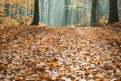 Autumn leaves on tree trunk in forest