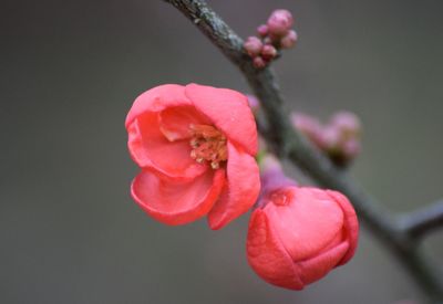 Close-up of pink flowers in spring