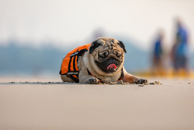 Close-up of a dog