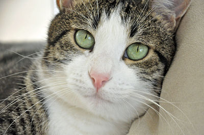 Close-up portrait of cat