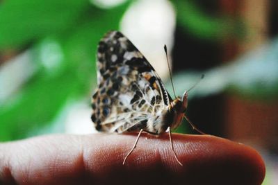 Close-up of butterfly on tree trunk