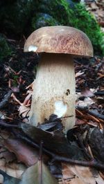 Close-up of mushroom growing on field