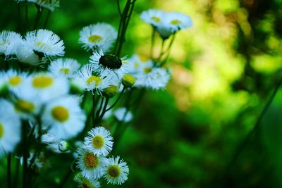 Close-up of white flowering plant