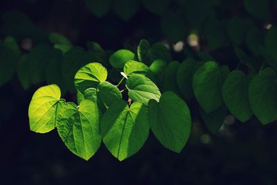 Close-up of green leaves