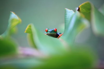 Close-up of ladybug on leaf