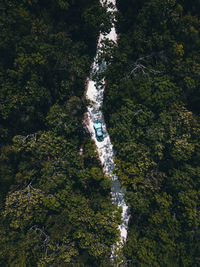 High angle view of a car amidst trees in forest road