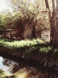Scenic view of lake by trees