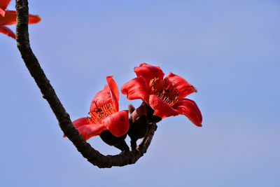 Low angle view of red flowering plant against clear sky