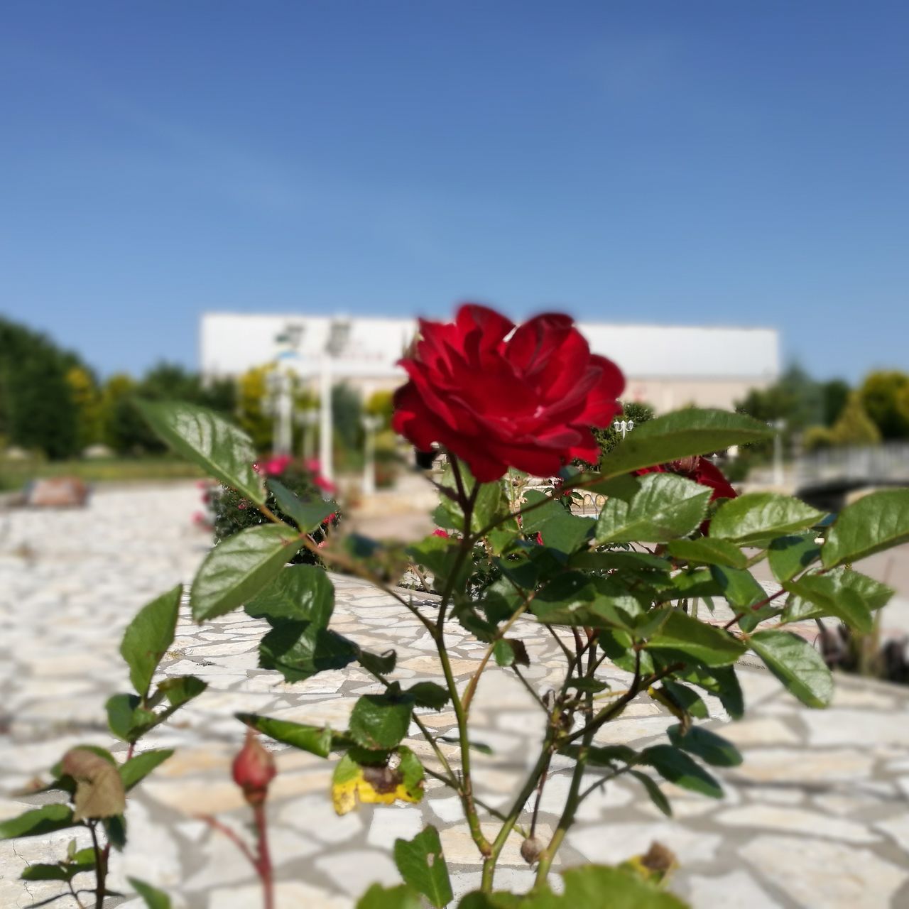 flower, nature, red, fragility, beauty in nature, growth, plant, focus on foreground, no people, freshness, petal, outdoors, flower head, close-up, blooming, sky, day