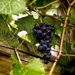 Close-up of grapes growing on tree