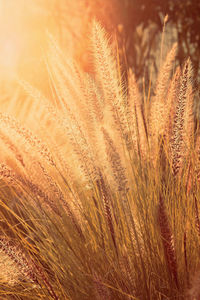 Close-up of wheat