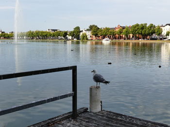 Seagulls perching on a lake