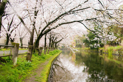 Scenic view of flowers blooming on tree