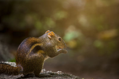 Close-up of squirrel on rock