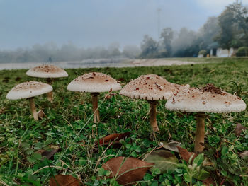 fungus