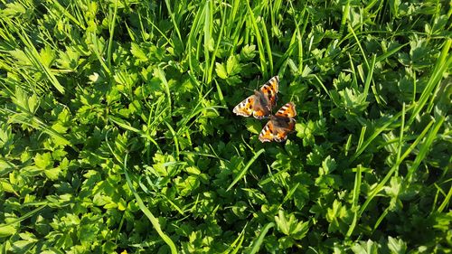 Close-up of butterfly on flower field