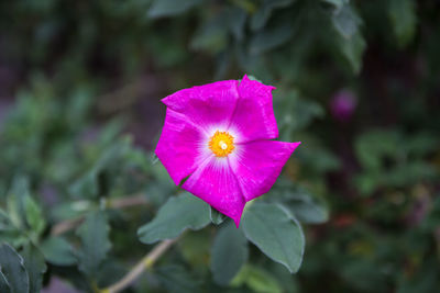 Close-up of purple flowers blooming outdoors