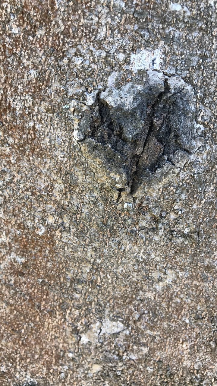 CLOSE-UP OF CRAB ON BEACH