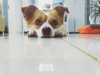 Close-up portrait of dog