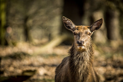 Close-up portrait of deer
