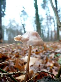 Mushrooms growing in forest