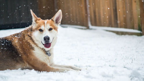 Portrait of dog in winter