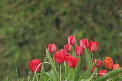 Close-up of pink flowering plants on field