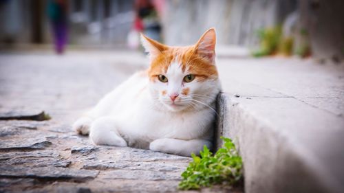 Portrait of cat sitting outdoors