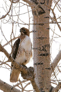 Low angle view of owl perching on tree