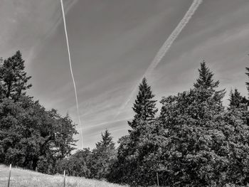 Low angle view of trees against sky