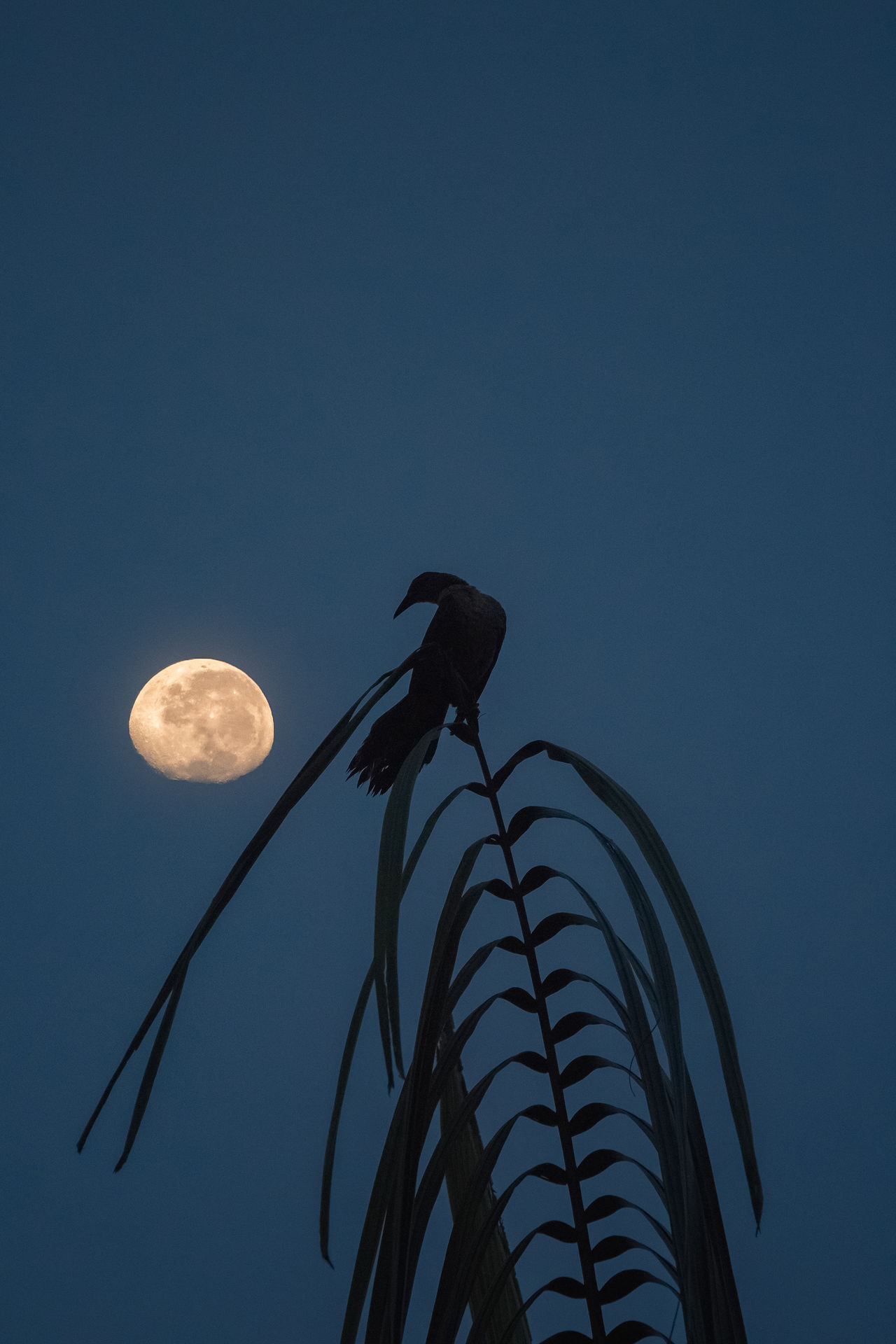 Bird in front of moon