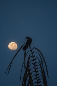 Low angle view of bird perching on blue sky