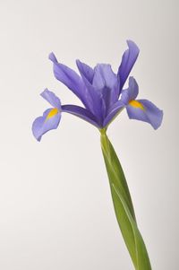 Close-up of purple flower against white background