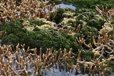 High angle view of moss growing at sea shore