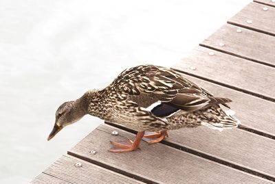 Close-up of bird on wood