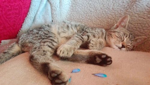 Close-up of cat sleeping