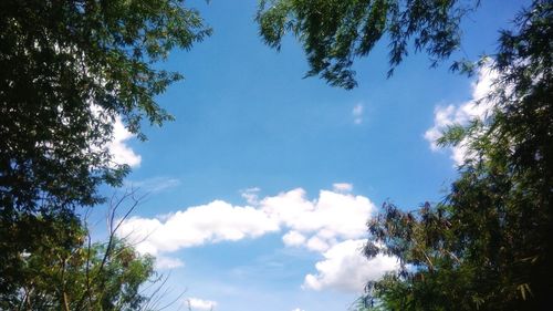 Low angle view of trees against sky