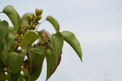 Close-up of leaves