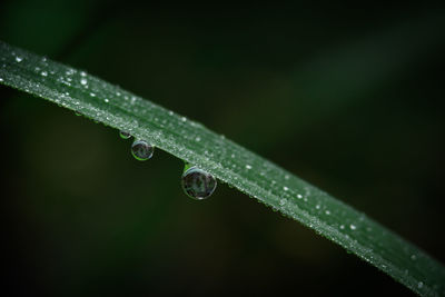 Close-up of water drops on blade of plant