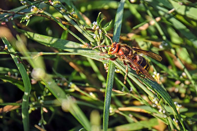 Close-up of insect on plant