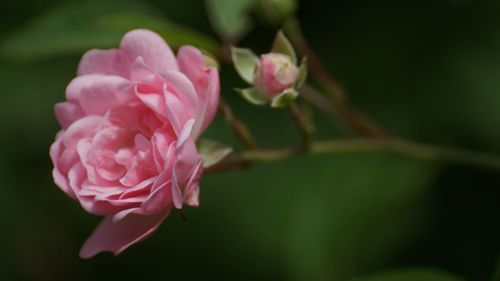 Close-up of pink flowers