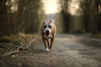 Portrait of dog running on land